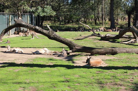 Lone Pine Koala Sanctuary Admission With Brisbane River Cruise - Accommodation Coffs Harbour 12