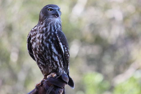 Lone Pine Koala Sanctuary Admission With Brisbane River Cruise - Accommodation Coffs Harbour 11