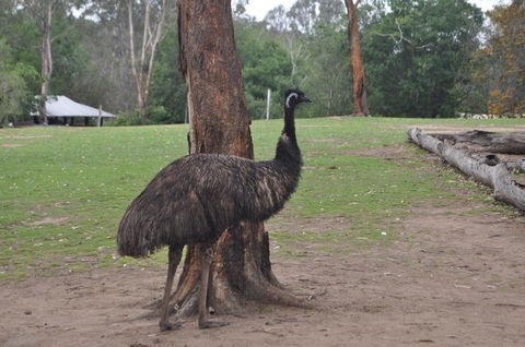 Lone Pine Koala Sanctuary Admission With Brisbane River Cruise - Accommodation Coffs Harbour 5