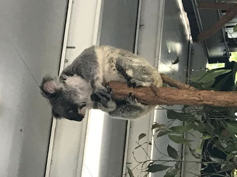 Lone Pine Koala Sanctuary Admission With Brisbane River Cruise - Accommodation Coffs Harbour 20