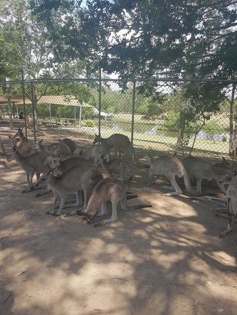 Lone Pine Koala Sanctuary Admission With Brisbane River Cruise - Accommodation Coffs Harbour 18