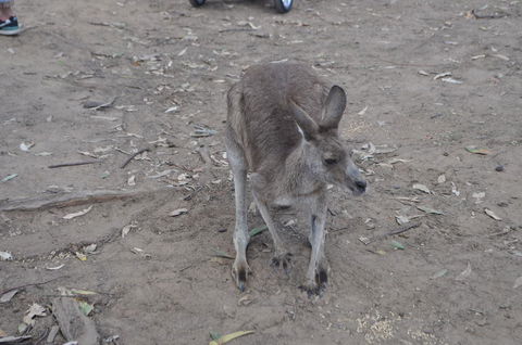 Lone Pine Koala Sanctuary Admission With Brisbane River Cruise - Accommodation Coffs Harbour 3