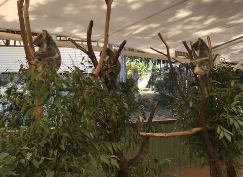 Lone Pine Koala Sanctuary Admission With Brisbane River Cruise - Accommodation Coffs Harbour 16