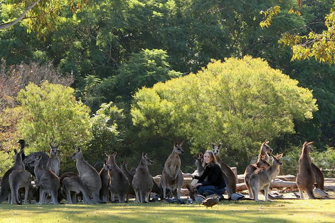 Lone Pine Koala Sanctuary Admission With Brisbane River Cruise - Accommodation Coffs Harbour 27
