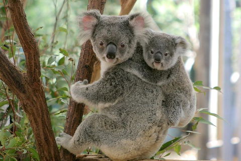 Lone Pine Koala Sanctuary Admission With Brisbane River Cruise - Accommodation Coffs Harbour 28
