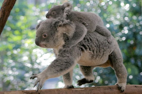 Lone Pine Koala Sanctuary Admission With Brisbane River Cruise - Accommodation Coffs Harbour 30