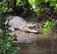 Whitsunday Crocodile Safari including Lunch - Accommodation Coffs Harbour