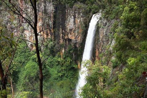World Heritage Springbrook National Park Tour Including Natural Bridge - Accommodation Coffs Harbour 3