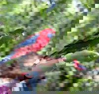 Springbrook National Park Discovery Full-Day Bushwalking Tour