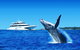 Tangalooma Island Resort Classic Whale Watching Day Cruise - thumb 0