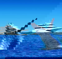 Tangalooma Island Resort Classic Whale Watching Day Cruise