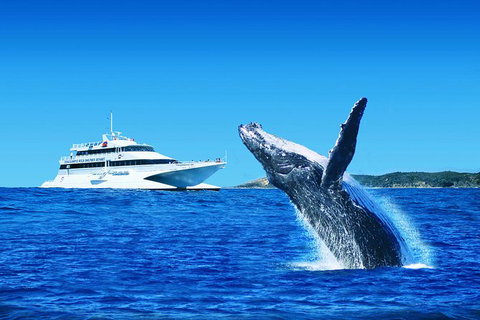 Tangalooma Island Resort Classic Whale Watching Day Cruise - Accommodation Coffs Harbour 0