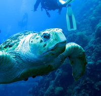 Scuba Dive the S.S. Yongala Wreck on the Great Barrier Reef. - Accommodation Coffs Harbour