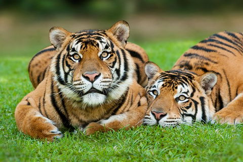 Gold Coast Attraction Pass Including Currumbin Wildlife Sanctuary And Paradise Jetboating - Accommodation Coffs Harbour 9