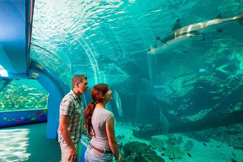Reef HQ Great Barrier Reef Aquarium General Entry Ticket - Accommodation Coffs Harbour 1