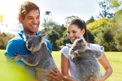 Brisbane Highlights And Lone Pine Cruise From Gold Coast - Accommodation Coffs Harbour 2