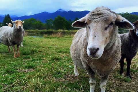 2hr Animal Tour - Accommodation Coffs Harbour 1