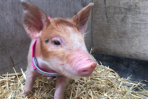 2hr Animal Tour - Accommodation Coffs Harbour 0