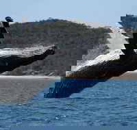 Hervey Bay Ultimate Whale Watching Cruise - Accommodation Coffs Harbour