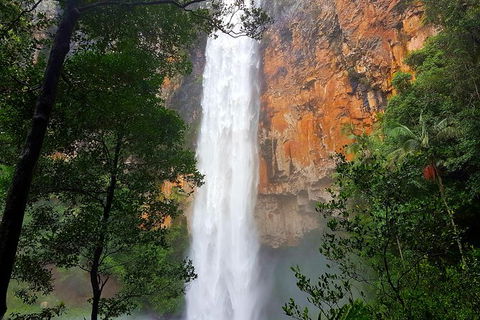 Springbrook Full Day Tour - Accommodation Coffs Harbour 1