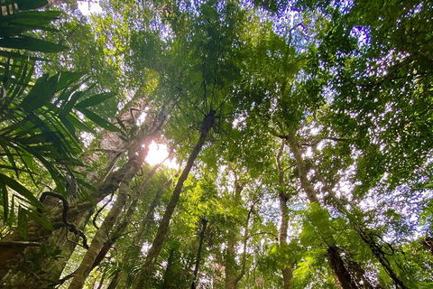 Springbrook Full Day Tour - Accommodation Coffs Harbour 11