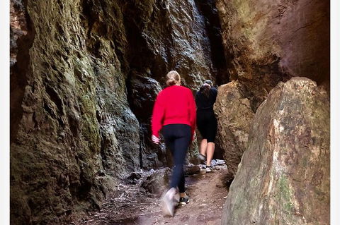 Springbrook Full Day Tour - Accommodation Coffs Harbour 7