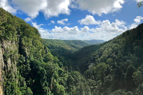 Springbrook Full Day Tour - Accommodation Coffs Harbour 3