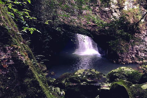 Springbrook Full Day Tour - Accommodation Coffs Harbour 16
