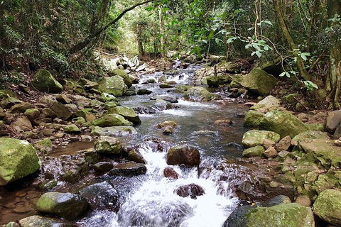 Springbrook Full Day Tour - Accommodation Coffs Harbour 5
