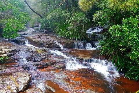 Springbrook Full Day Tour - Accommodation Coffs Harbour 13