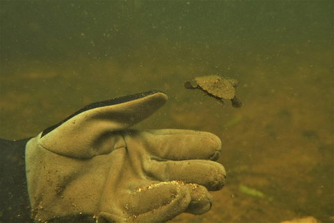 Rainforest Platypus Night Dive (Certified Divers Only Once Day Dive Completed) - Accommodation Coffs Harbour 9