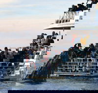Hervey Bay Whale Watching Cruise - Accommodation Coffs Harbour