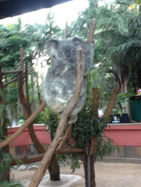 Hartley's Crocodile Adventures Day Trip From Cairns - Accommodation Coffs Harbour 7
