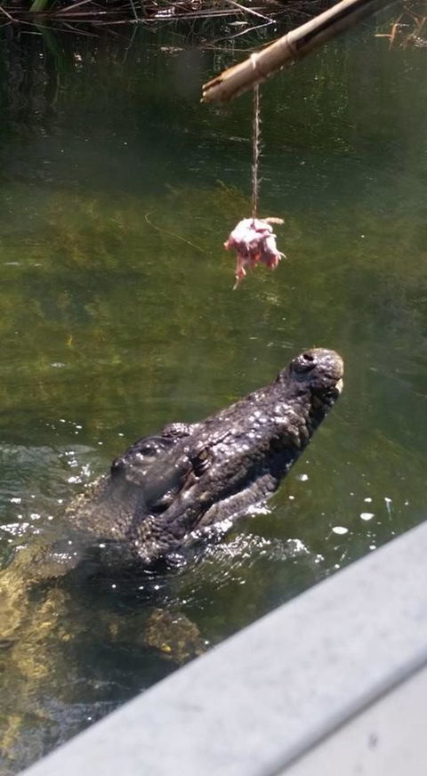 Hartley's Crocodile Adventures Day Trip From Cairns - Accommodation Coffs Harbour 11