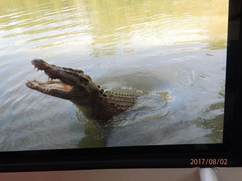Hartley's Crocodile Adventures Day Trip From Cairns - Accommodation Coffs Harbour 4