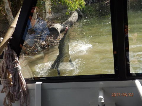 Hartley's Crocodile Adventures Day Trip From Cairns - Accommodation Coffs Harbour 5