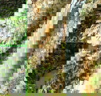 Rainforest  Waterfalls Extravaganza - Accommodation Coffs Harbour