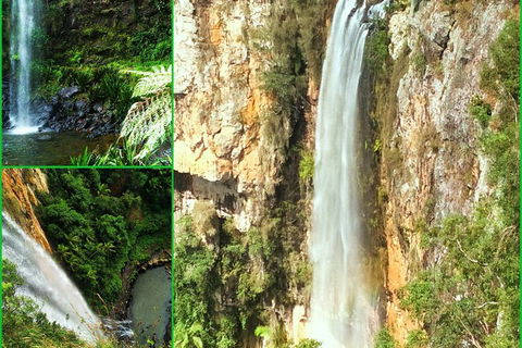 Rainforest & Waterfalls Extravaganza - Accommodation Coffs Harbour 0