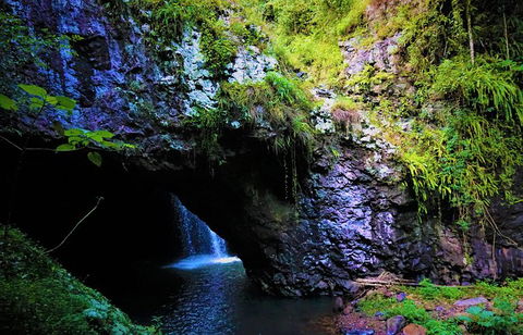 Rainforest & Waterfalls Extravaganza - Accommodation Coffs Harbour 1
