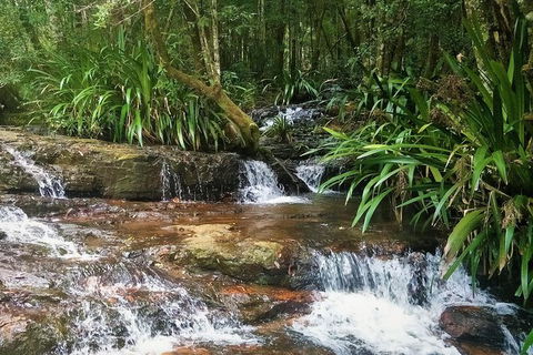 Rainforest & Waterfalls Extravaganza - Accommodation Coffs Harbour 7