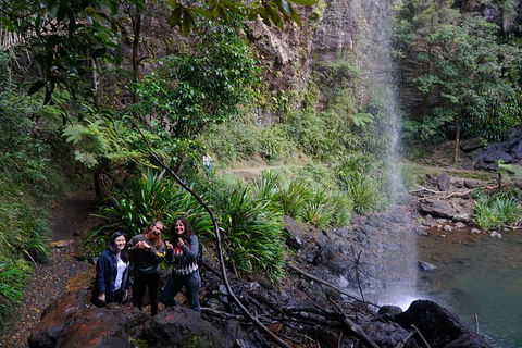 Rainforest & Waterfalls Extravaganza - Accommodation Coffs Harbour 9