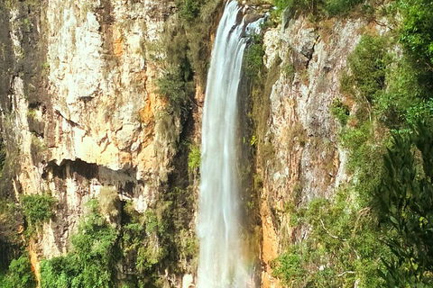 Rainforest & Waterfalls Extravaganza - Accommodation Coffs Harbour 3