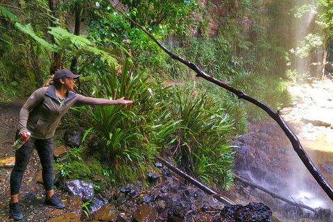 Rainforest & Waterfalls Extravaganza - Accommodation Coffs Harbour 8