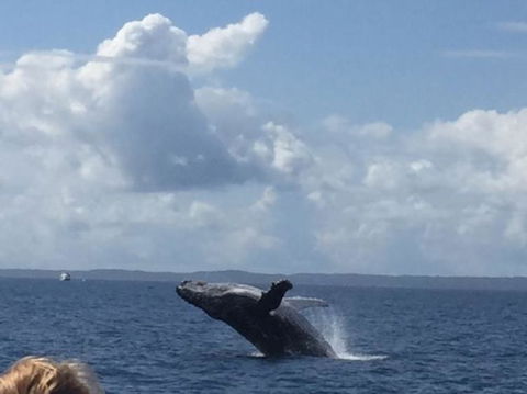 Three-Quarter Day Hervey Bay Premium Whale Watching Cruise - Accommodation Coffs Harbour 4