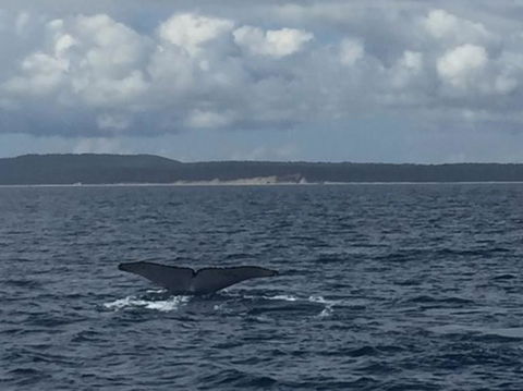 Three-Quarter Day Hervey Bay Premium Whale Watching Cruise - Accommodation Coffs Harbour 5