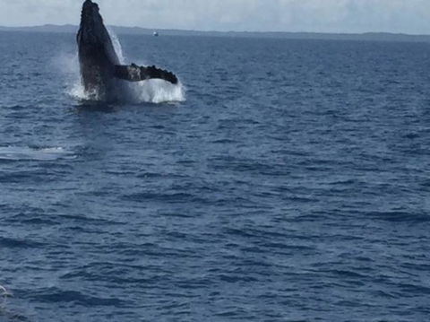 Three-Quarter Day Hervey Bay Premium Whale Watching Cruise - Accommodation Coffs Harbour 3