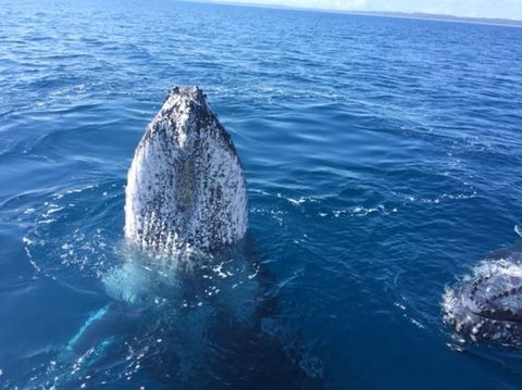 Three-Quarter Day Hervey Bay Premium Whale Watching Cruise - Accommodation Coffs Harbour 8