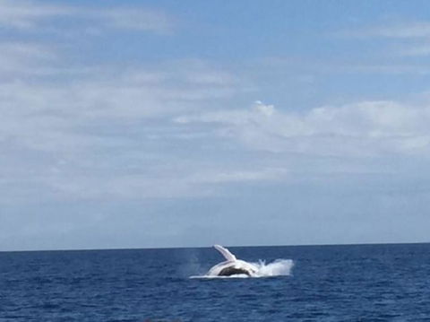 Three-Quarter Day Hervey Bay Premium Whale Watching Cruise - Accommodation Coffs Harbour 2