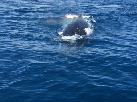 Three-Quarter Day Hervey Bay Premium Whale Watching Cruise - Accommodation Coffs Harbour 6
