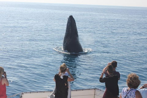 Three-Quarter Day Hervey Bay Premium Whale Watching Cruise - Accommodation Coffs Harbour 20